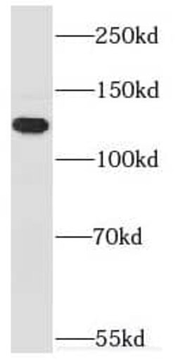 Myosin 1E Antibody - BSA Free, Novus Biologicals 100 &mu;g | Buy Online | Novus Biologicals | Fisher Scientific