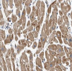 MRCL3 Antibody - BSA Free, Novus Biologicals 100 &mu;g | Buy Online | Novus Biologicals | Fisher Scientific