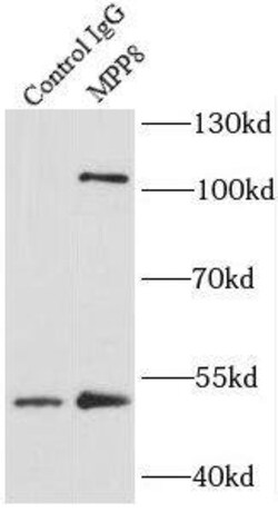 mpp8 Antibody - BSA Free, Novus Biologicals 100 &mu;g | Buy Online | Novus Biologicals | Fisher Scientific