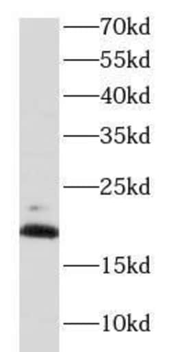 BRP44 Antibody - BSA Free, Novus Biologicals 100 &mu;g | Buy Online | Novus Biologicals | Fisher Scientific