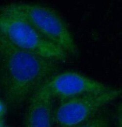 BRP44 Antibody - BSA Free, Novus Biologicals 100 &mu;g | Buy Online | Novus Biologicals | Fisher Scientific