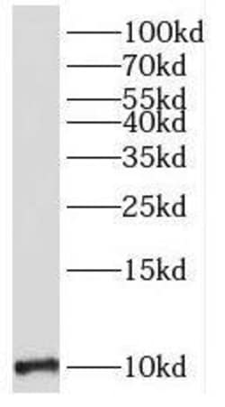 MOBP Antibody - BSA Free, Novus Biologicals 100 &mu;g | Buy Online | Novus Biologicals | Fisher Scientific