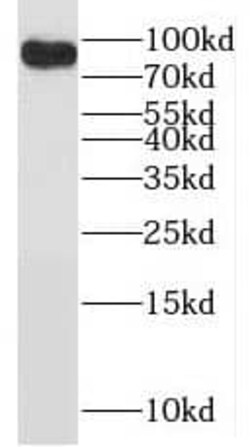 DNA Polymerase iota Antibody - BSA Free, Novus Biologicals 100 &mu;g | Buy Online | Novus Biologicals | Fisher Scientific