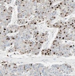 DNA Polymerase iota Antibody - BSA Free, Novus Biologicals 100 &mu;g | Buy Online | Novus Biologicals | Fisher Scientific