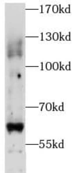 PIGZ Antibody - BSA Free, Novus Biologicals 100 &mu;g | Buy Online | Novus Biologicals | Fisher Scientific