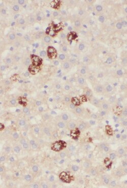 PIGO Antibody - BSA Free, Novus Biologicals 100 &mu;g | Buy Online | Novus Biologicals | Fisher Scientific