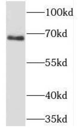 PHACTR1 Antibody - BSA Free, Novus Biologicals 100 &mu;g | Buy Online | Novus Biologicals | Fisher Scientific