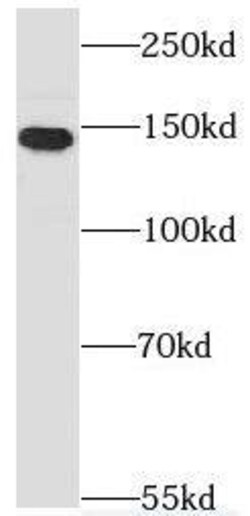 PEX1 Antibody - BSA Free, Novus Biologicals 100 &mu;g | Buy Online | Novus Biologicals | Fisher Scientific