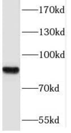 Protocadherin beta 12 Antibody - BSA Free, Novus Biologicals 100 &mu;g | Buy Online | Novus Biologicals | Fisher Scientific