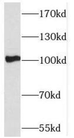 PCDHA5 Antibody - BSA Free, Novus Biologicals 100 &mu;g | Buy Online | Novus Biologicals | Fisher Scientific