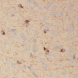 PCDHA3 Antibody - BSA Free, Novus Biologicals 100 &mu;g | Buy Online | Novus Biologicals | Fisher Scientific