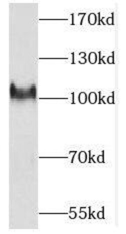 PCDHA3 Antibody - BSA Free, Novus Biologicals 100 &mu;g | Buy Online | Novus Biologicals | Fisher Scientific