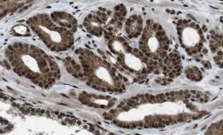 ODF3 Antibody - BSA Free, Novus Biologicals 100 &mu;g | Buy Online | Novus Biologicals | Fisher Scientific