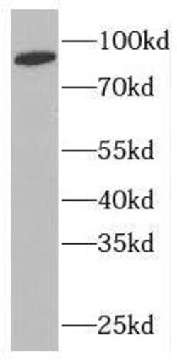 NUP88 Antibody - BSA Free, Novus Biologicals 100 &mu;g | Buy Online | Novus Biologicals | Fisher Scientific