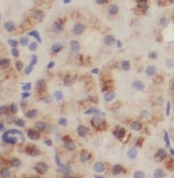 Nardilysin Antibody - BSA Free, Novus Biologicals 100 &mu;g | Buy Online | Novus Biologicals | Fisher Scientific