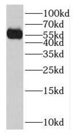 NPEPL1 Antibody - BSA Free, Novus Biologicals 100 &mu;g | Buy Online | Novus Biologicals | Fisher Scientific