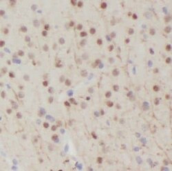 NPAS1 Antibody - BSA Free, Novus Biologicals 100 &mu;g | Buy Online | Novus Biologicals | Fisher Scientific
