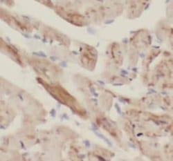 NOSTRIN Antibody - BSA Free, Novus Biologicals 100 &mu;g | Buy Online | Novus Biologicals | Fisher Scientific