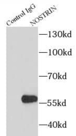 NOSTRIN Antibody - BSA Free, Novus Biologicals 100 &mu;g | Buy Online | Novus Biologicals | Fisher Scientific