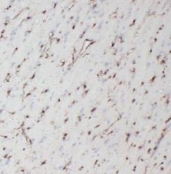Neuromedin UR1/NMUR1 Antibody - BSA Free, Novus Biologicals 100 &mu;g | Buy Online | Novus Biologicals | Fisher Scientific