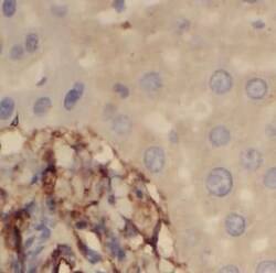 NEU4 Antibody - BSA Free, Novus Biologicals 100 &mu;g | Buy Online | Novus Biologicals | Fisher Scientific