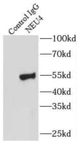 NEU4 Antibody - BSA Free, Novus Biologicals 100 &mu;g | Buy Online | Novus Biologicals | Fisher Scientific