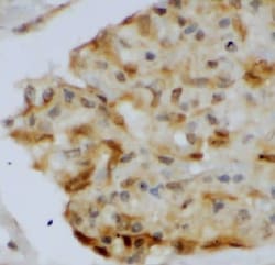 AKR1CL2 Antibody - BSA Free, Novus Biologicals 100 &mu;g | Buy Online | Novus Biologicals | Fisher Scientific