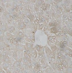 KIR2DS3 Antibody - BSA Free, Novus Biologicals 100 &mu;g | Buy Online | Novus Biologicals | Fisher Scientific