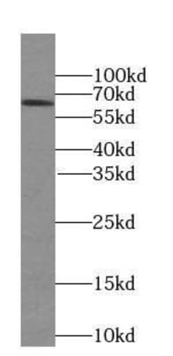 SLC30A7 Antibody - BSA Free, Novus Biologicals 100 &mu;g | Buy Online | Novus Biologicals | Fisher Scientific