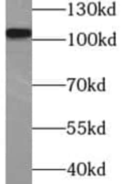 COP1 Antibody - BSA Free, Novus Biologicals 100 &mu;g | Buy Online | Novus Biologicals | Fisher Scientific