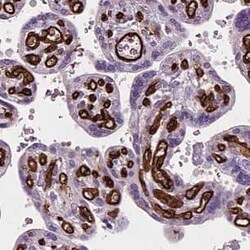 CLIC3 Antibody - BSA Free, Novus Biologicals 100 &mu;g | Buy Online | Novus Biologicals | Fisher Scientific