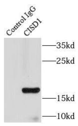 CISD1 Antibody - BSA Free, Novus Biologicals 100 &mu;g | Buy Online | Novus Biologicals | Fisher Scientific