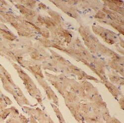 CISD1 Antibody - BSA Free, Novus Biologicals 100 &mu;g | Buy Online | Novus Biologicals | Fisher Scientific