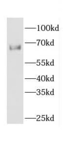 Cdc14A Antibody - BSA Free, Novus Biologicals 100 &mu;g | Buy Online | Novus Biologicals | Fisher Scientific