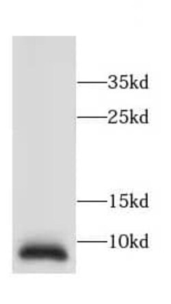 CCDC72 Antibody - BSA Free, Novus Biologicals 100 &mu;g | Buy Online | Novus Biologicals | Fisher Scientific