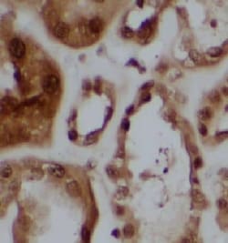 CCDC158 Antibody - BSA Free, Novus Biologicals 100 &mu;g | Buy Online | Novus Biologicals | Fisher Scientific