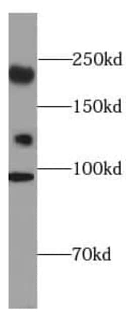 CC2D2A Antibody - BSA Free, Novus Biologicals™