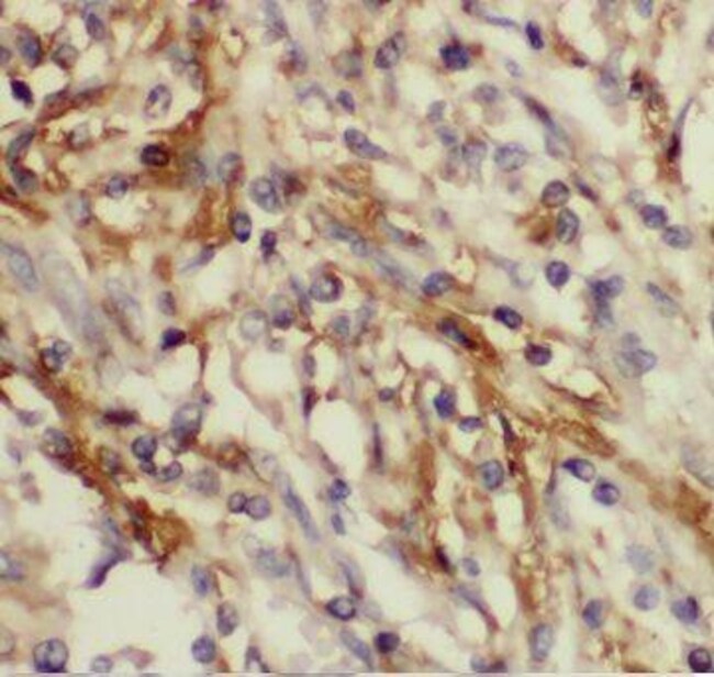Capsl Pbm Rx CAPSL Antibody - BSA Free, Novus Biologicals 100 μg; Unconjugated ...