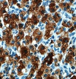 OSAP Antibody - BSA Free, Novus Biologicals 100 &mu;g | Buy Online | Novus Biologicals | Fisher Scientific