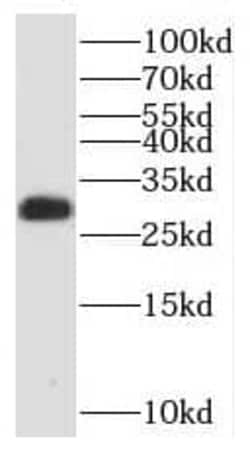 MRG-binding protein Antibody - BSA Free, Novus Biologicals 100 &mu;g | Buy Online | Novus Biologicals | Fisher Scientific