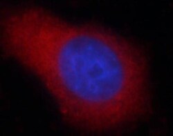 PPDPF Antibody - BSA Free, Novus Biologicals 100 &mu;g | Buy Online | Novus Biologicals | Fisher Scientific