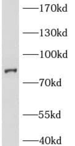 Bcl rambo Antibody - BSA Free, Novus Biologicals 100 &mu;g | Buy Online | Novus Biologicals | Fisher Scientific