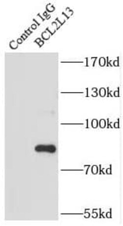 Bcl rambo Antibody - BSA Free, Novus Biologicals 100 &mu;g | Buy Online | Novus Biologicals | Fisher Scientific