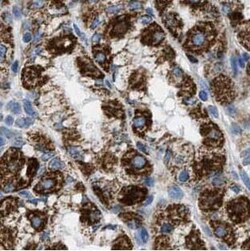 ARL8B Antibody - BSA Free, Novus Biologicals 100 &mu;g | Buy Online | Novus Biologicals | Fisher Scientific