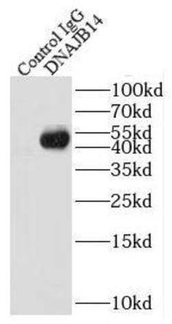 DNAJB14 Antibody - BSA Free, Novus Biologicals 100 &mu;g | Buy Online | Novus Biologicals | Fisher Scientific