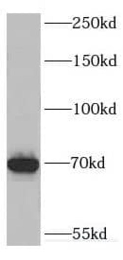 DHX35 Antibody - BSA Free, Novus Biologicals 100 μg; Unconjugated ...