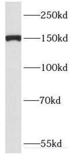 DHX29 Antibody - BSA Free, Novus Biologicals 100 &mu;g | Buy Online | Novus Biologicals | Fisher Scientific