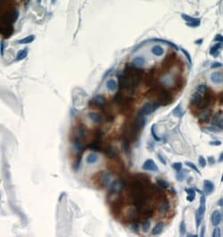 Dermcidin Antibody - BSA Free, Novus Biologicals 100 &mu;g | Buy Online | Novus Biologicals | Fisher Scientific