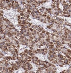 CYP20A1 Antibody - BSA Free, Novus Biologicals 100 &mu;g | Buy Online | Novus Biologicals | Fisher Scientific
