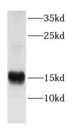 CRIPT Antibody - BSA Free, Novus Biologicals 100 &mu;g | Buy Online | Novus Biologicals | Fisher Scientific